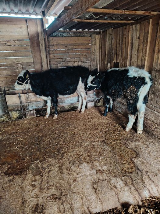 Город шымкент...