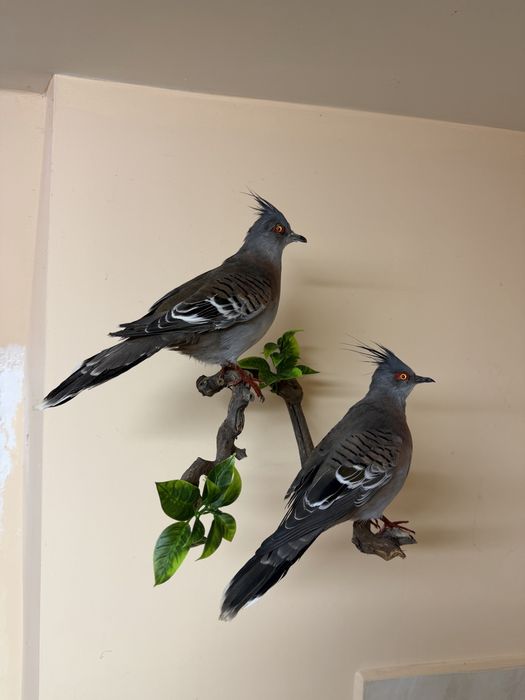 Препарирани птици