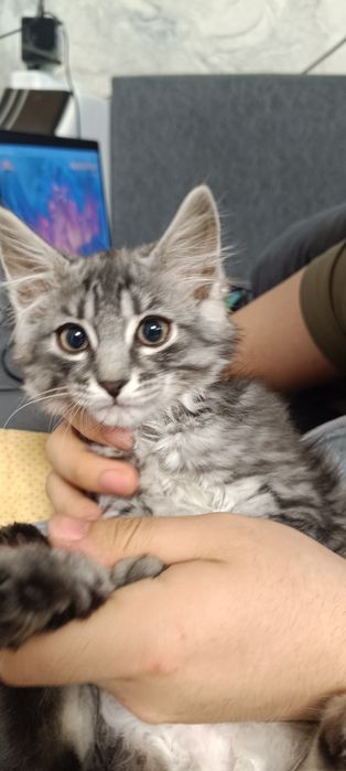 Котёнок мальчик 7 месяцев