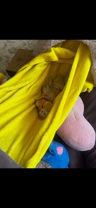 Шотландский котенок