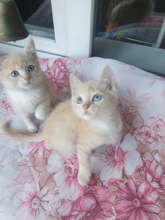 Шикарные котятки,мальчики!