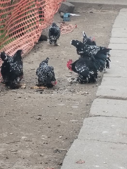 Oua mii de flori negru bobat.