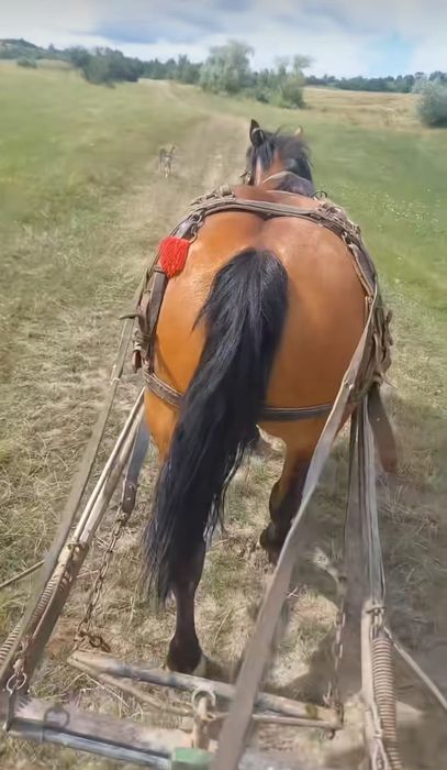 Vând iapă, de 4 ani jumătate