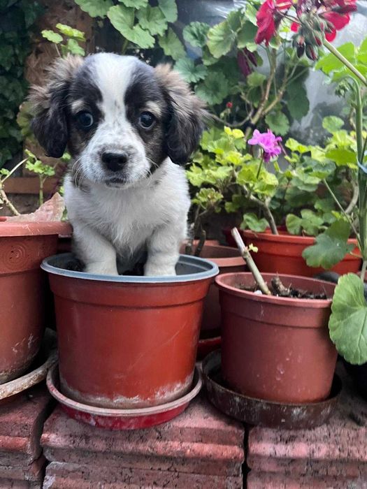 3 catelusi disponibili imediat pentru adoptie