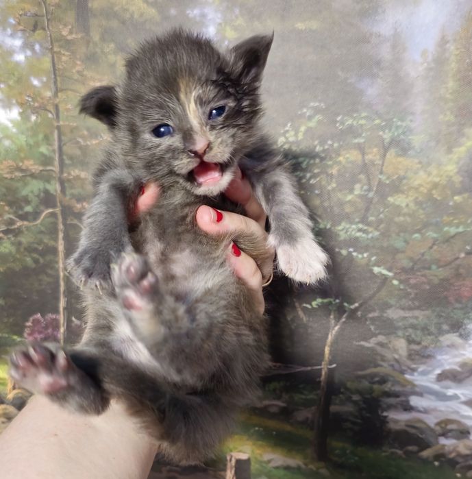 Maine coon fetita pedigree felisa autorizata