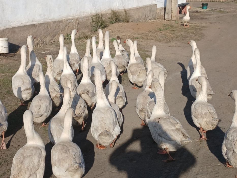 Продам гусей Продам гусей