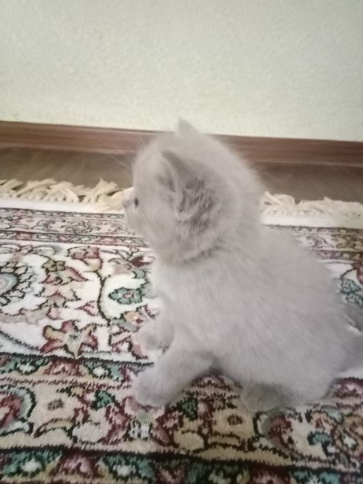 Котенок скотиш фолд