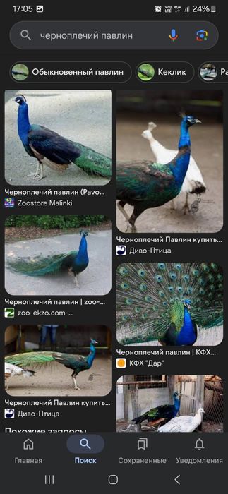 Павлин сатылады черноплечий