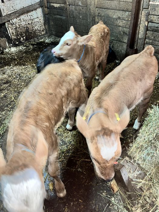 Vand 4 Vitei De Rasa