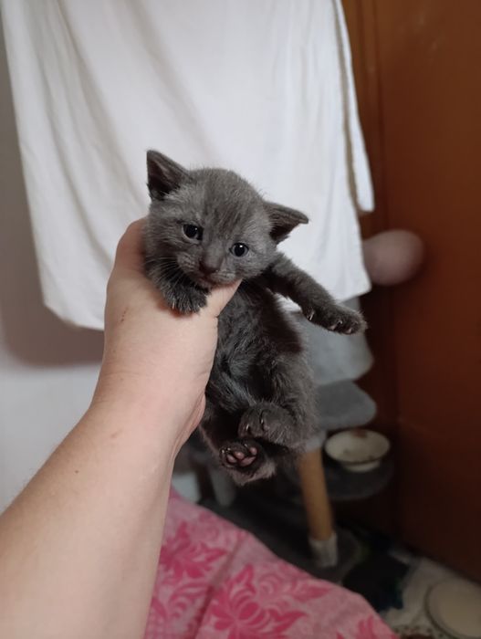 Продам вислоухих котят