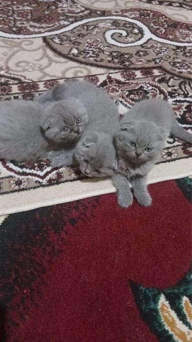 Scottish Fold zotli mushuk bolalari