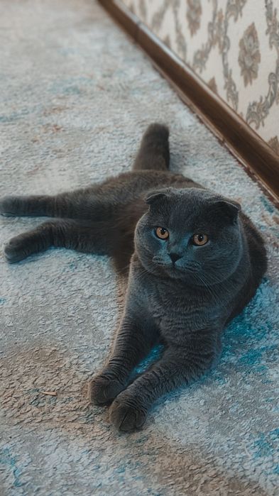 Scottish fold кошка