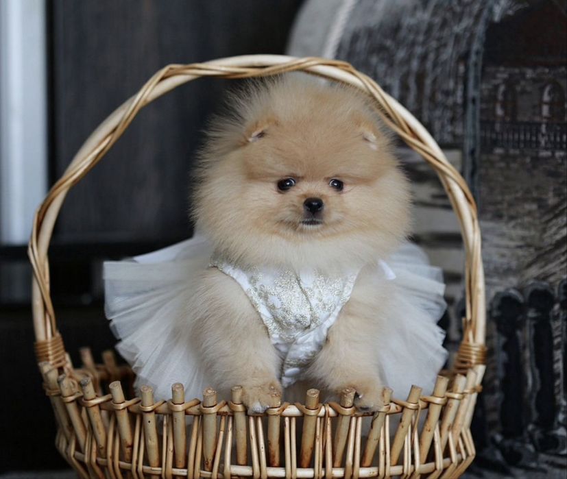 Щпиц померанский с документами рассрочка