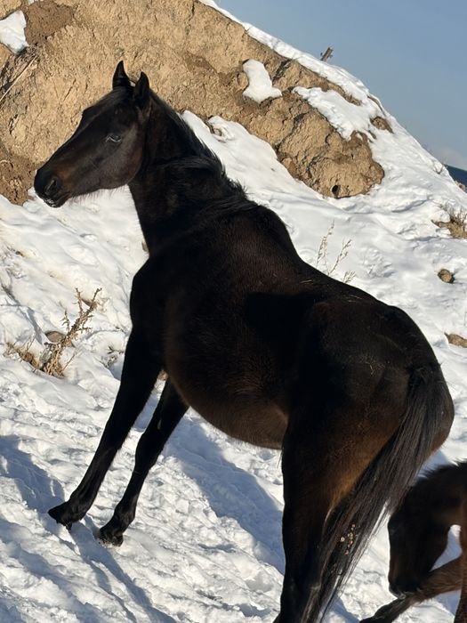 Продам кобылу !!