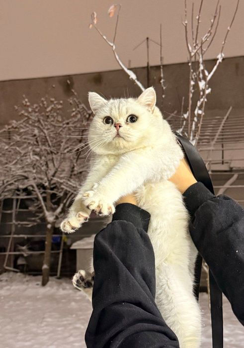 Vyazkaga brtan serbrsty shinshilla n11