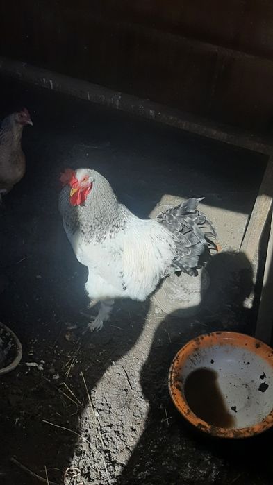 Продам петуха молодой