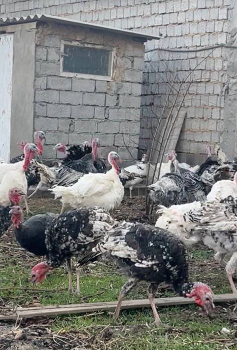 Эркее куркала сотилади.