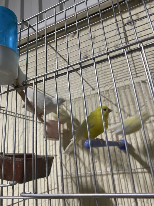 Канарейка самка самец любойы бар