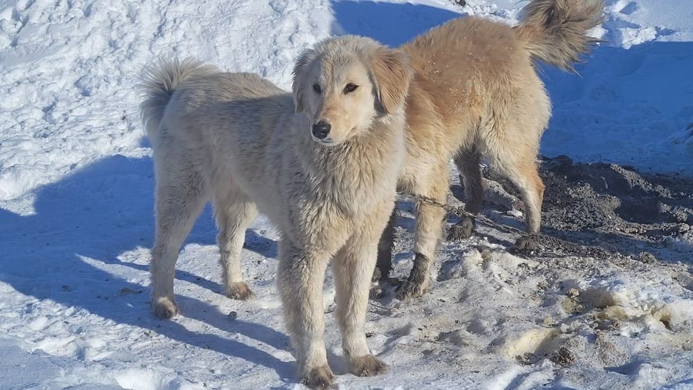 Төбет ит сатылады