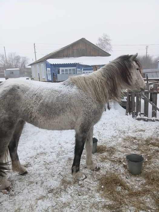 Продам Кобылу Кобылу