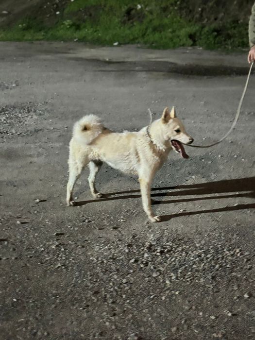 Продам лайку 1 год и 3 месяца
