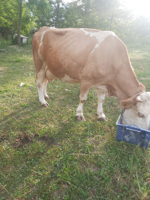 Vaca de vanzare baltata