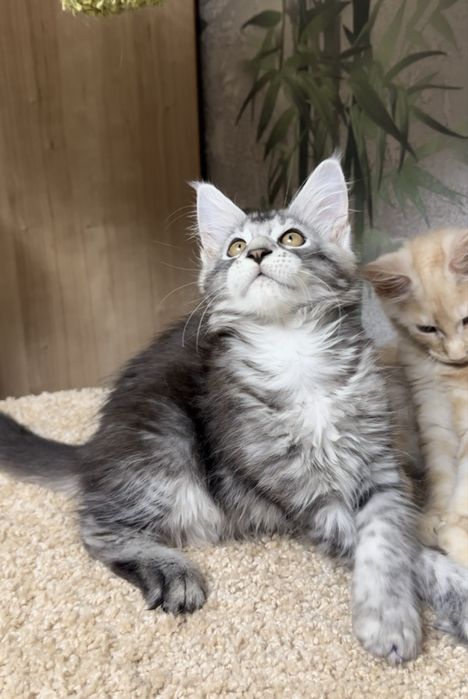 Продам котенка Мейн-кун Костанай