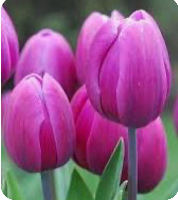 Оптом тюльпаны.Тюльпаны голандские оптом.Оптом голандские тюльпаны опт