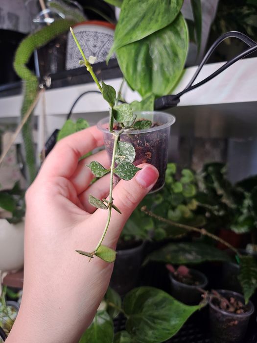 Продам хойю куртиси