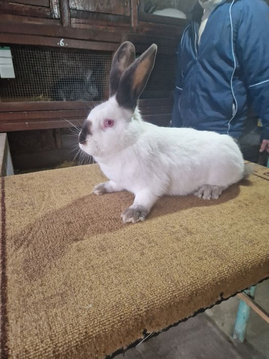 Vând Femelă Uriaș de Transilvania în vârstă de 5 luni