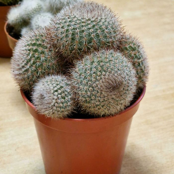 Продам кактусы, суккуленты