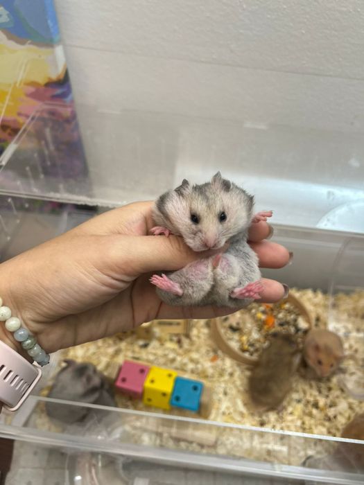 Сирийские Хомяки