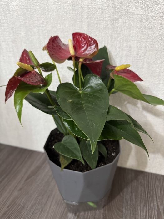 Антуриум 8000 тг