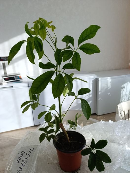 Шефлера -длина 1 м