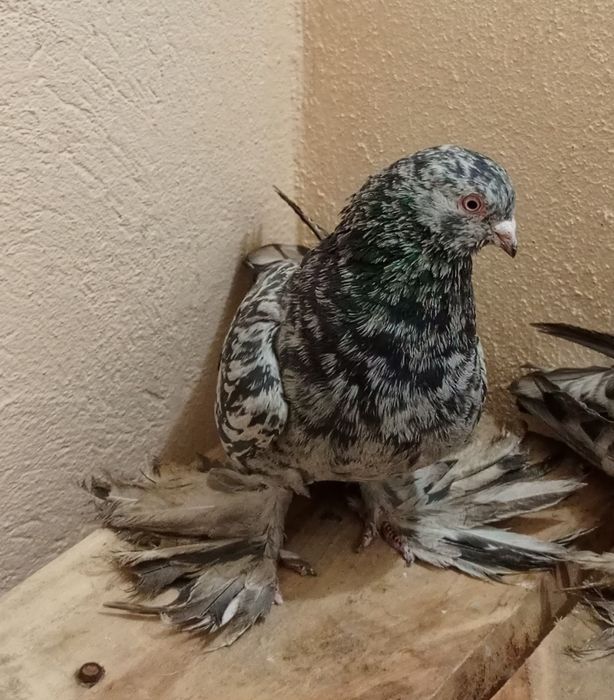 Голуб челкар кептер