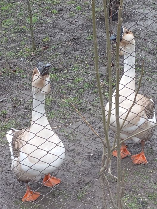 Ouă de gâște chinezești și africane ouă de rață Pekin și Leșească .