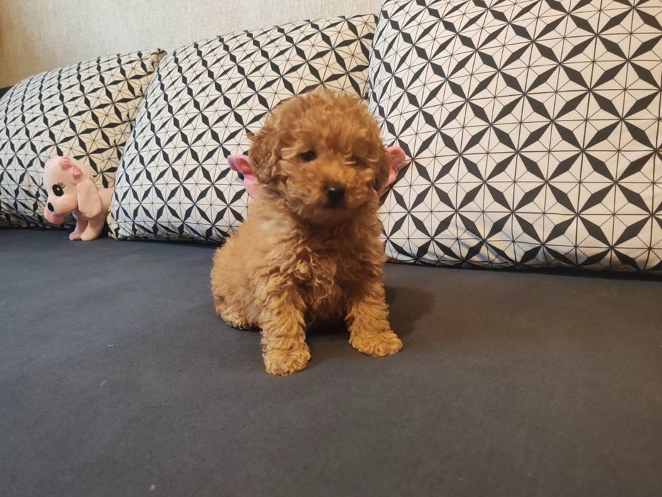 Малтипу  -  женско