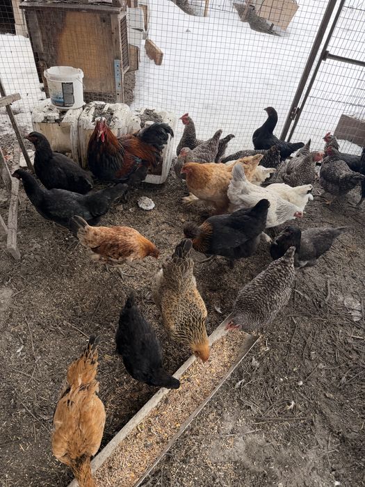 Продам курей петухов