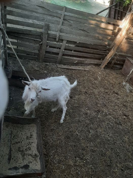 Продам коз беспродных