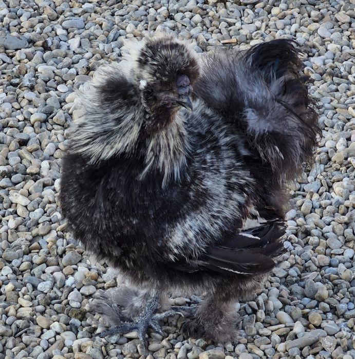 Pasari de rasa si de tăiat