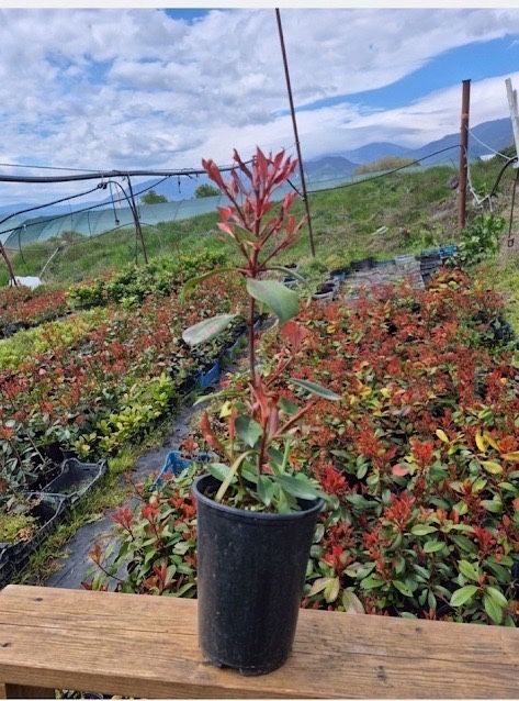 Фотиния-(Photinia Red Robin)