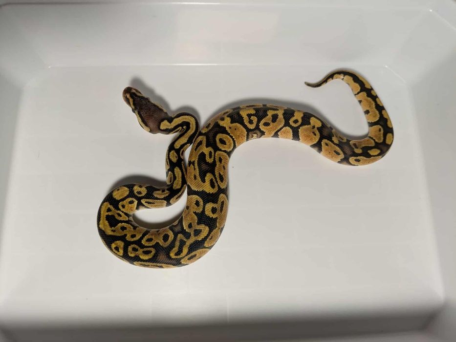 Кралски Питони - Различни разцветки