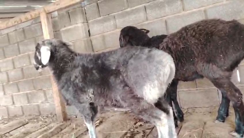 Қошқарлар сатылады