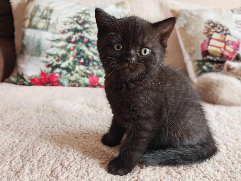 Прекрасно британче-пантера