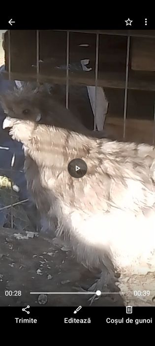 Cocoș mătase japoneză!!!