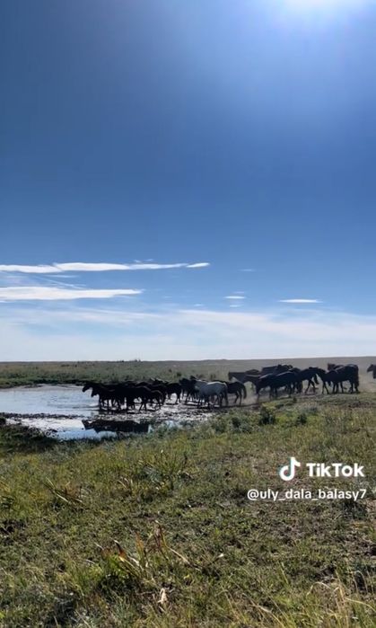 Табун ЛОШАДЕЙ, Бир үйір жылқы