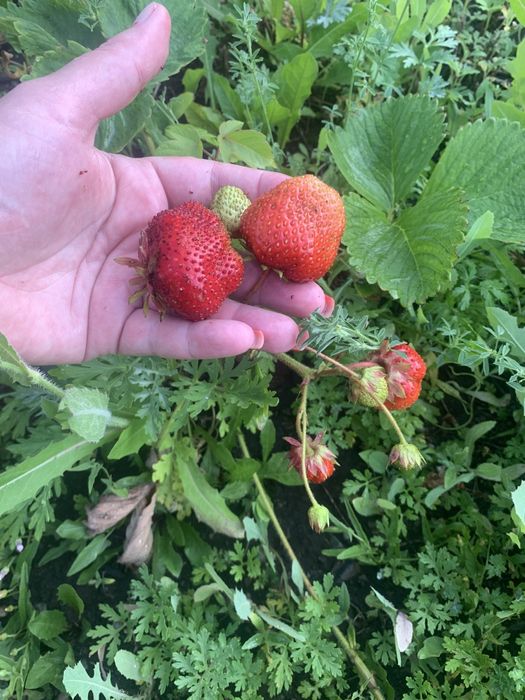 Сдам дом на длительный срок