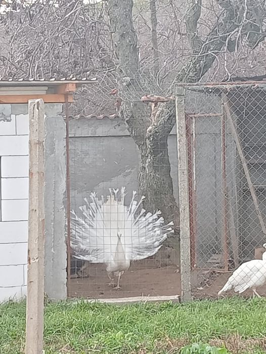 Vând păun alb matur