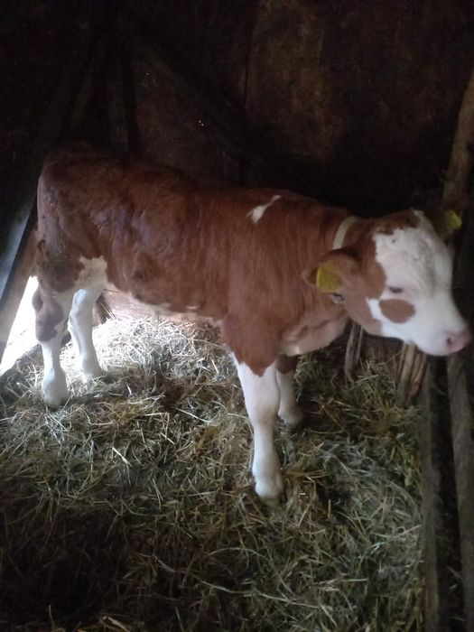 Vând vițel bălțat românesc