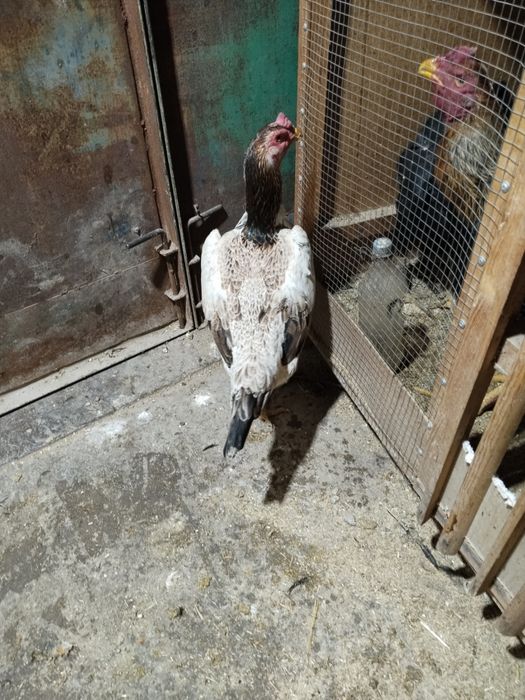 3 yillik tulle tovuq